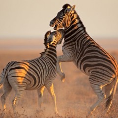 Les plus grandes réserves de la Namibie