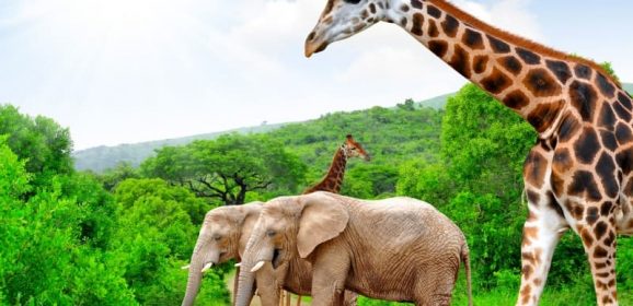 Vivre sereinement les vacances dans le territoire sud-africain